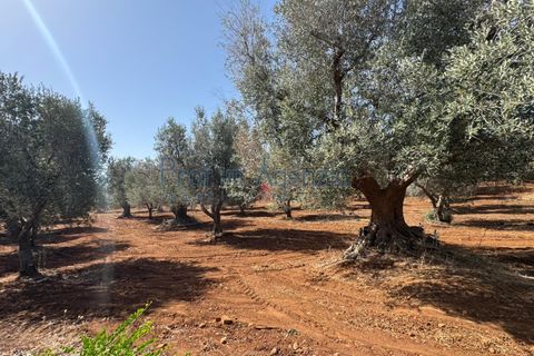 Farm hus i Ostuni, Brindisi, Ostuni - € 85.000 | Ref: 172956 - foto 7